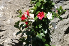 SONY DSC
