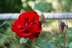 SONY DSC
