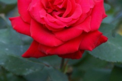 SONY DSC