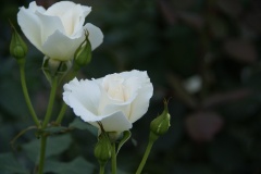 SONY DSC