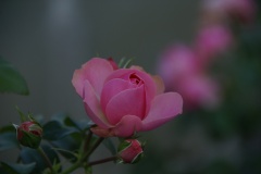 SONY DSC