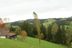 SONY DSC