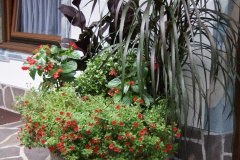 SONY DSC